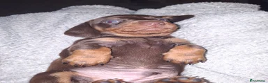 Twix