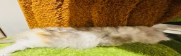 Munchkin cats for sale: Show-Quality Minuet Kittens – Rare in the UK - Advert 7
