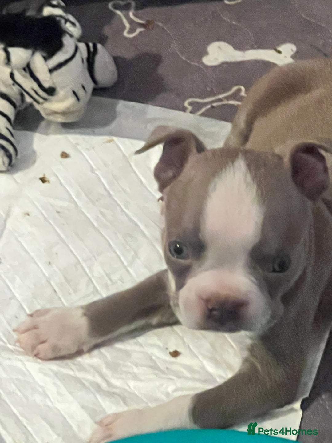 Boston Terrier dogs for sale: KC stunning chunky Boston Terriers - Image 35