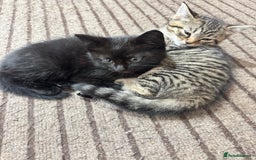 Mixed Breed cats for sale: Lovely kitten - Image 6