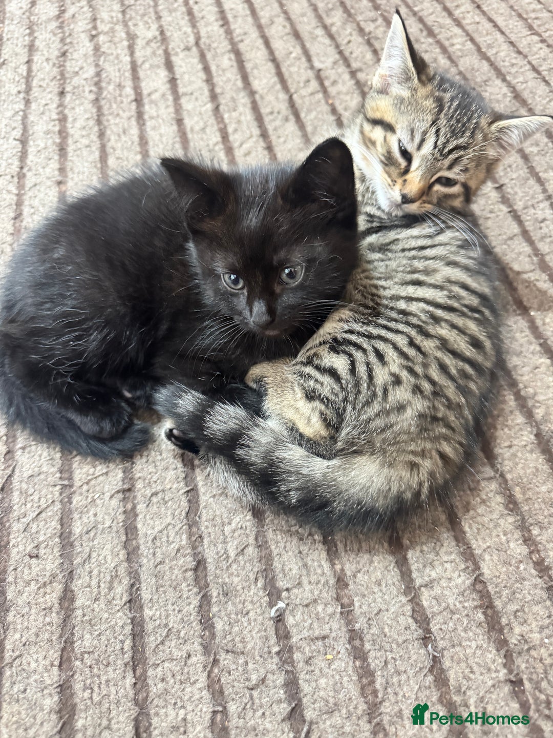 Mixed Breed cats for sale: Lovely kitten - Image 6