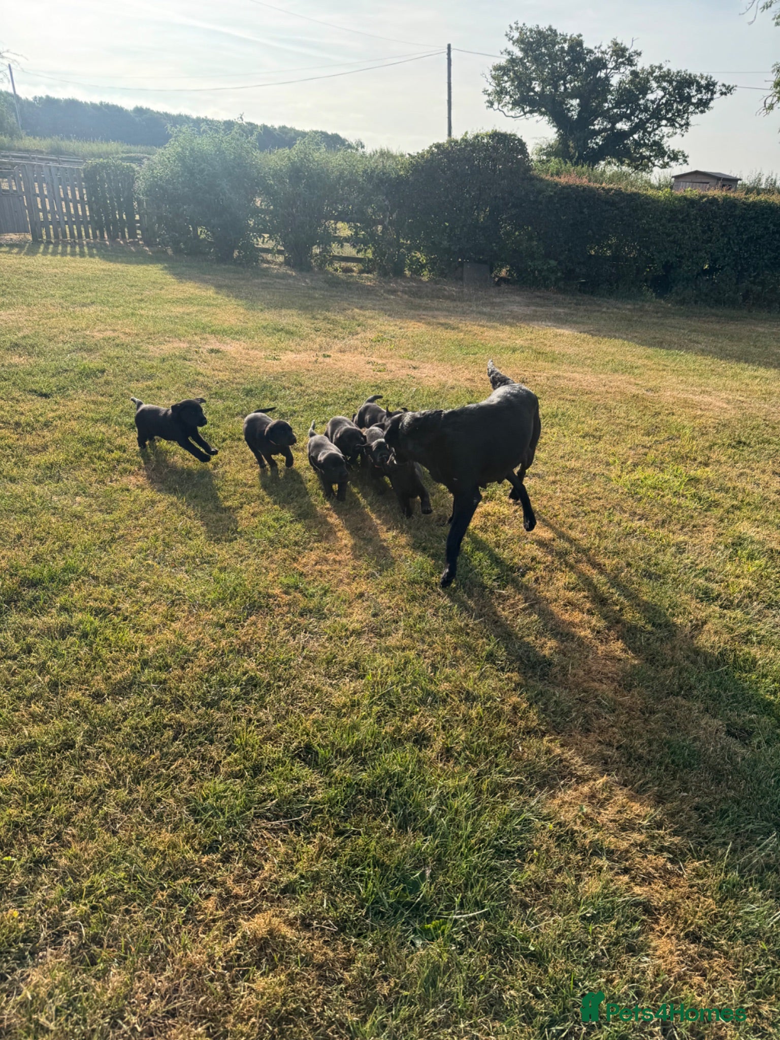 Labrador Retriever dogs Labrador puppies  - Advert 2