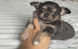 Chihuahua dogs for sale: Longhair chihuahua boys, Longhair Chocolate Girl - Image 9