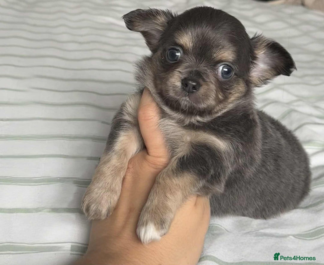 Chihuahua dogs for sale: Longhair chihuahua boys, Longhair Chocolate Girl - Image 9