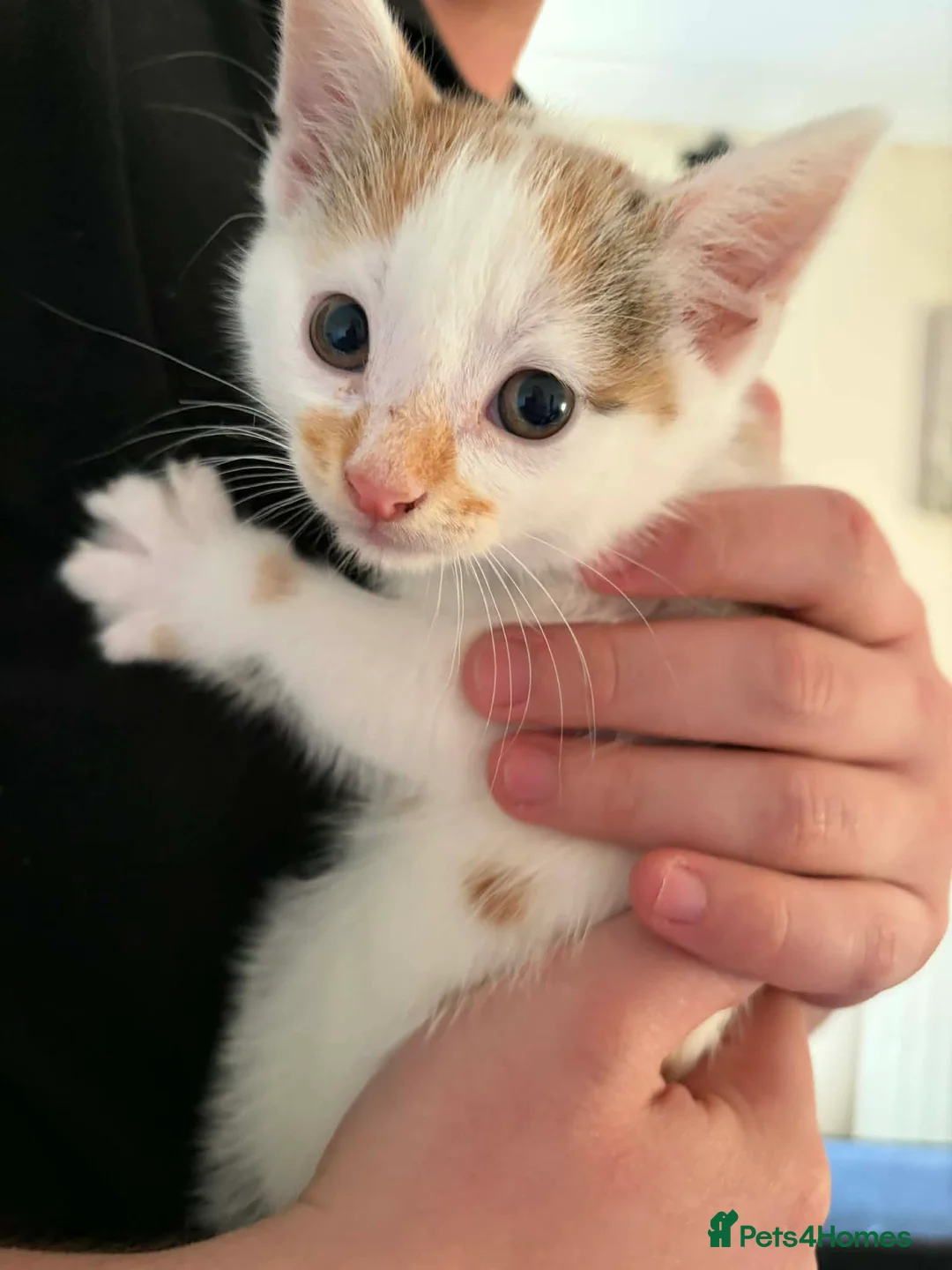 Mixed Breed cats for sale: Kittens for sale  - Advert 2