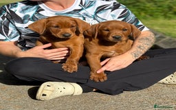 Labrador Retriever dogs for sale: Fox Red /  Mahogany Labradors  - Image 13