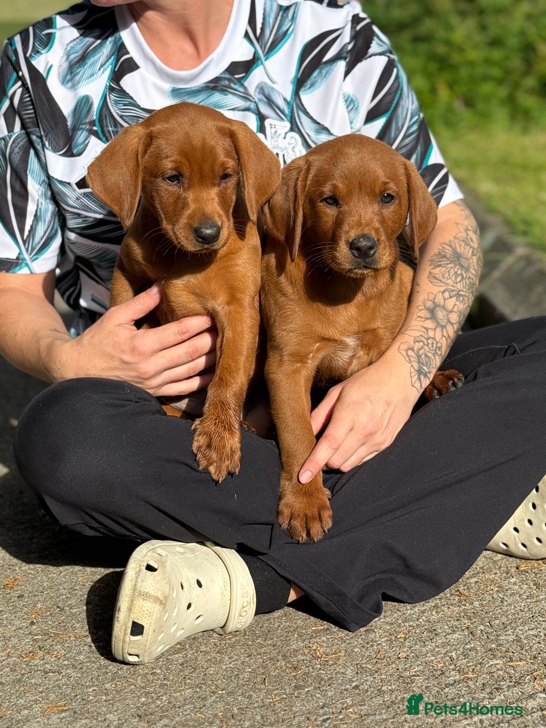 Labrador Retriever dogs for sale: Fox Red /  Mahogany Labradors  - Image 13