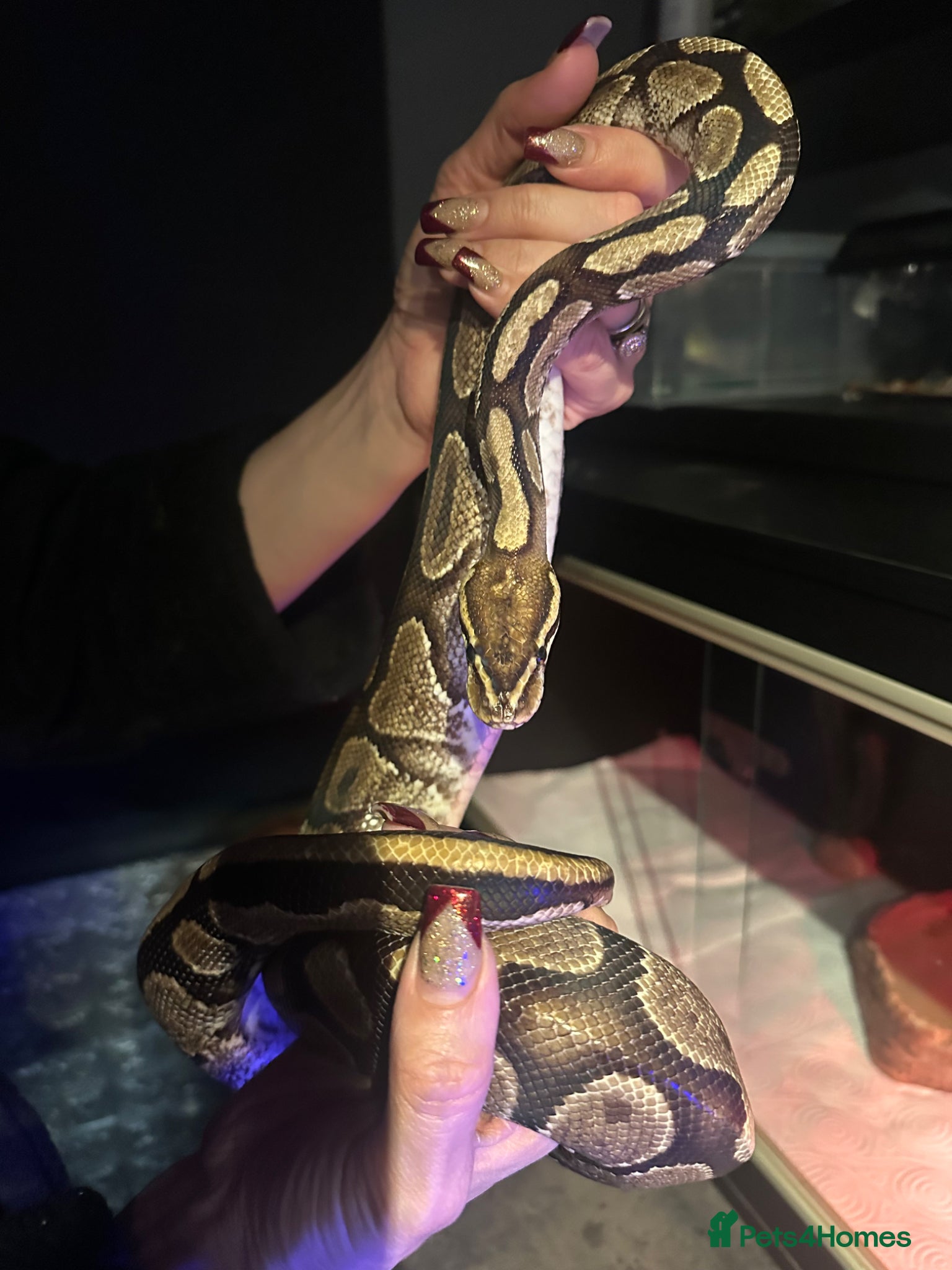 Python Snake reptiles Ball Python & vivarium set up - Advert 1