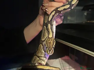 Python Snake reptiles Ball Python & vivarium set up - Advert 3