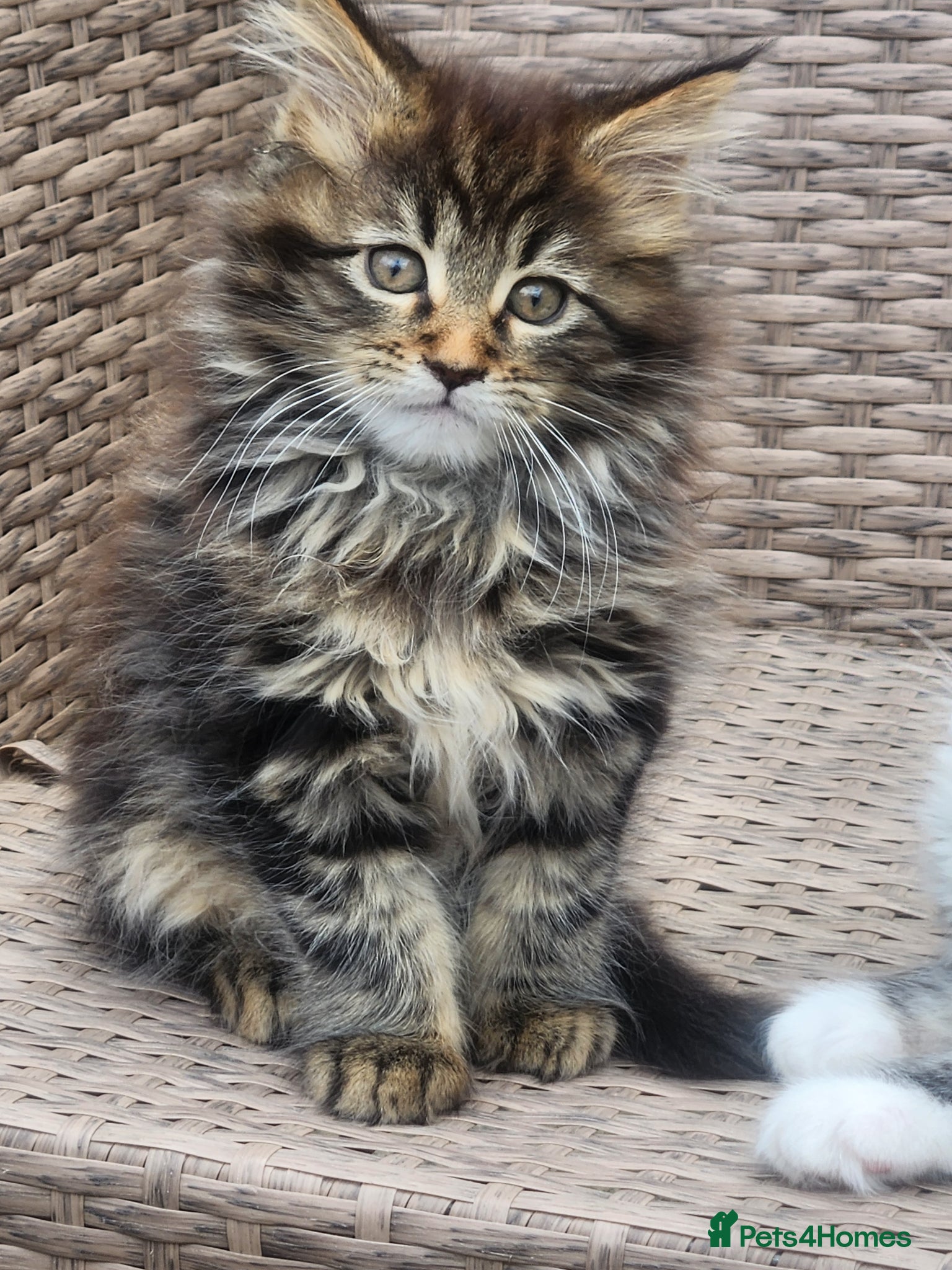 Maine Coon cats Maine Coons Ready Now!! 4 male 1 female  - Advert 11