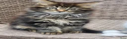 Maine Coon cats for sale: Maine Coons Ready Now!! 4 male 1 female  - Advert 7
