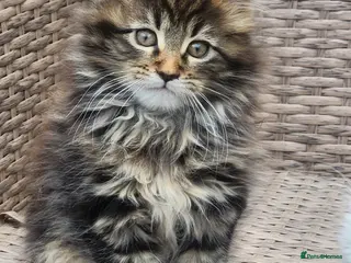 Maine Coon cats Maine Coons Ready Now!! 4 male 1 female - Advert 11
