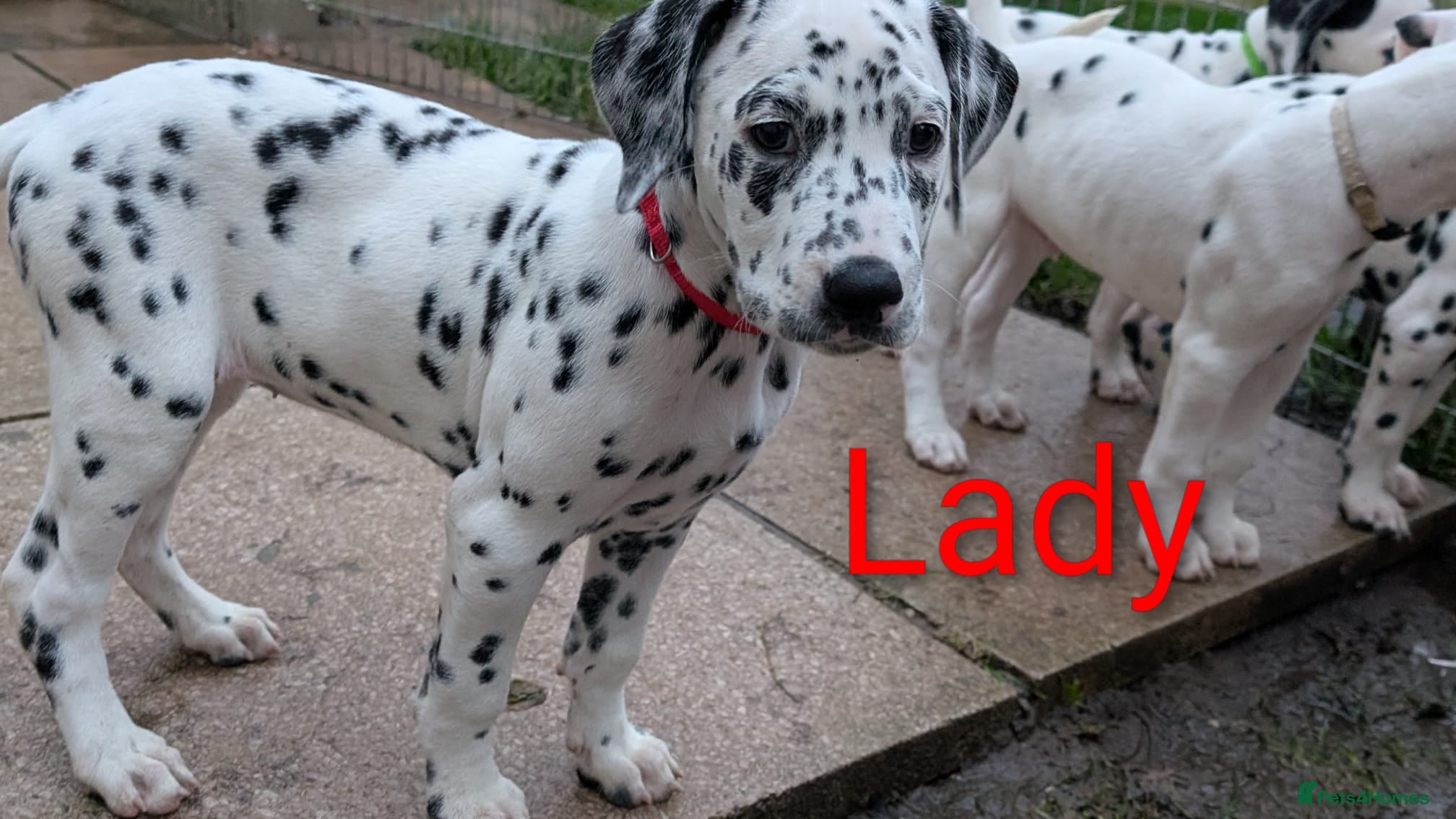 Dalmatian dogs Dalmatian puppies KC reg *1 x girl & 1 x boy left* - Advert 2