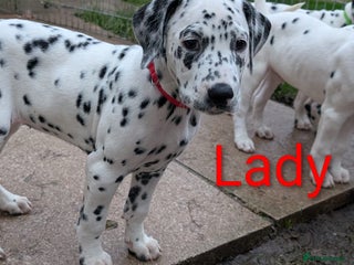 Dalmatian dogs Dalmatian puppies KC reg *1 x girl & 1 x boy left* - Advert 2