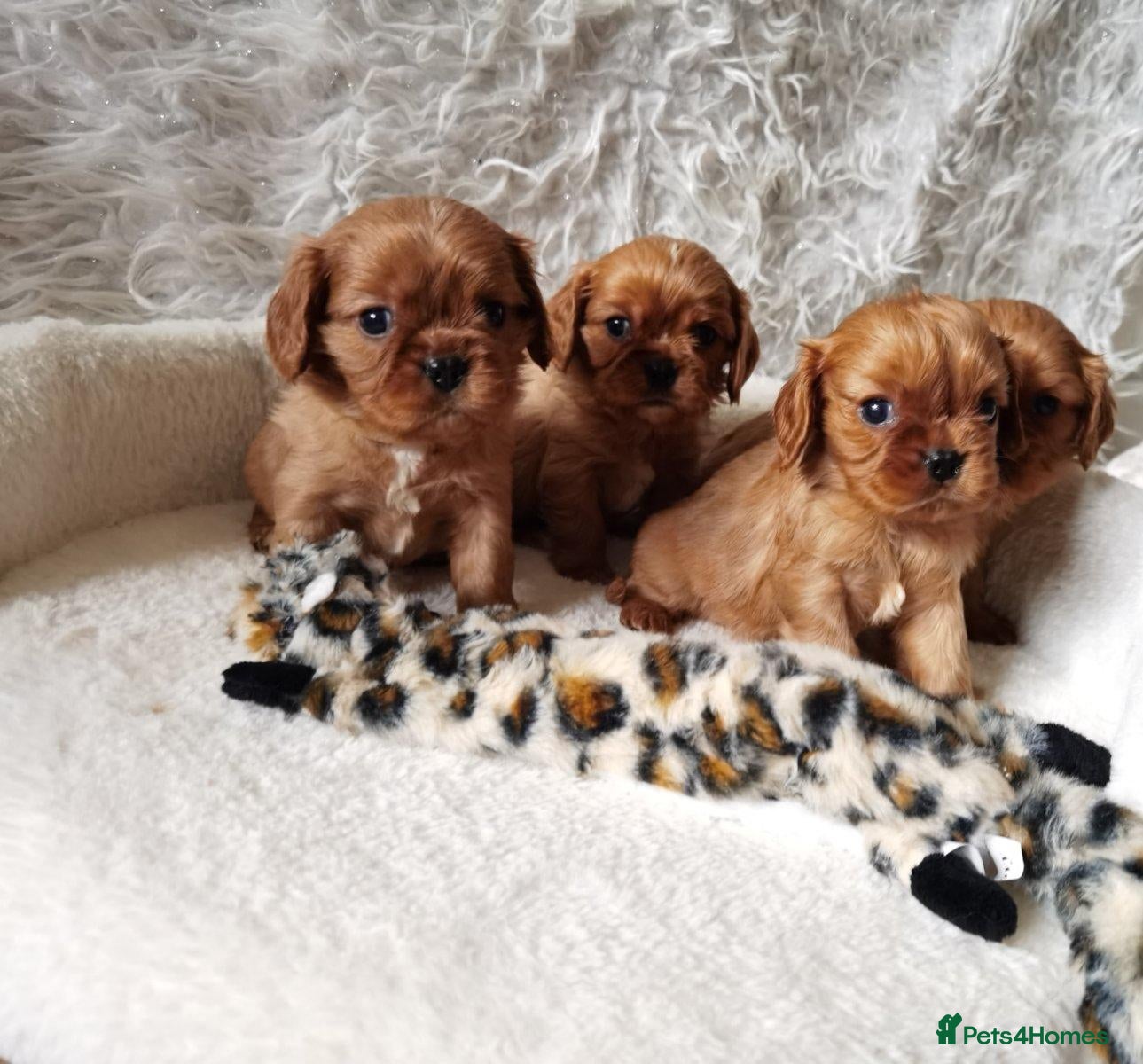 Cavalier King Charles Spaniel dogs Ruby KC registered and DNA tested cavalier boys - Advert 2