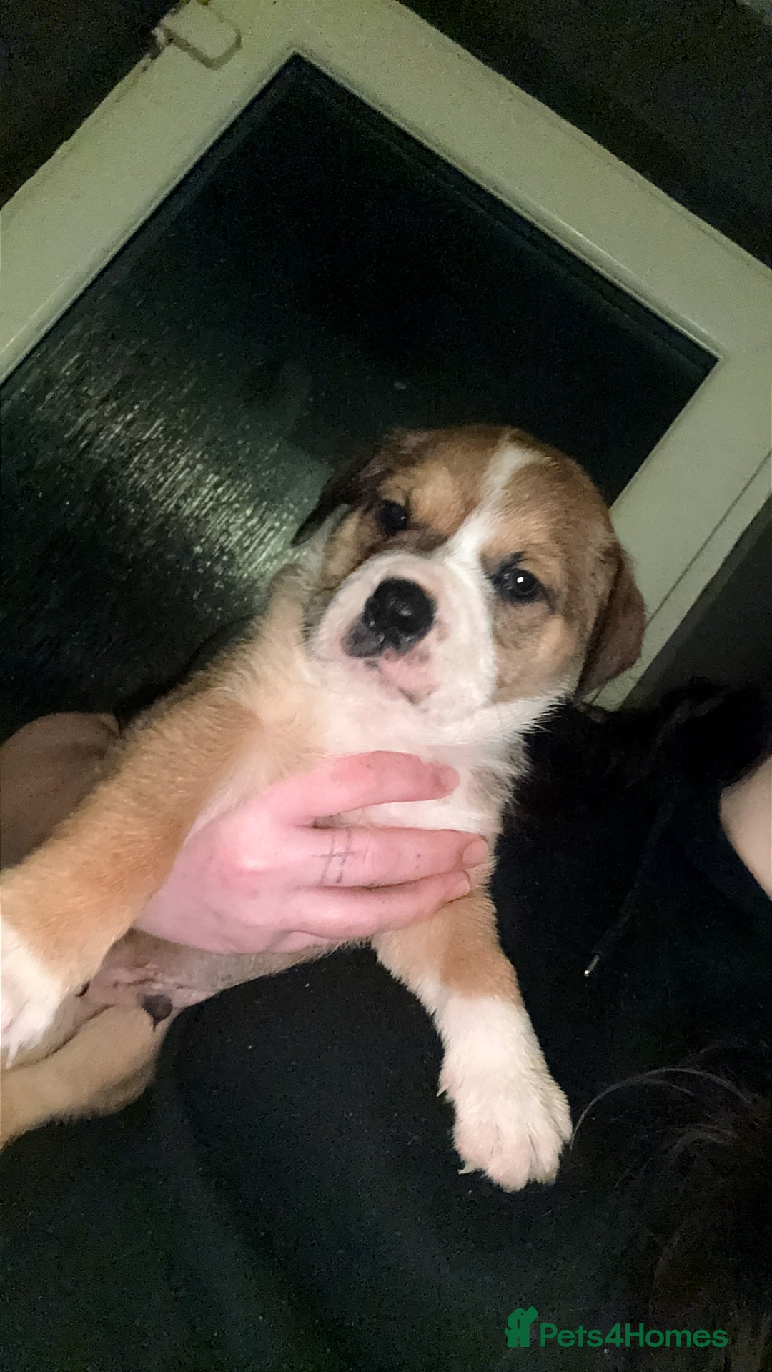 Mixed Breed dogs for sale: Mixed Breed puppies  - Advert 16