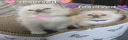 Ragdoll cats for sale: Ragdoll kittens *GCCF registered#  - Advert 3