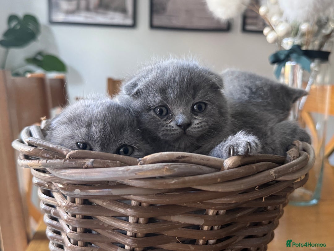 Scottish Fold cats for sale: Beautiful British Shorthair Scottish Fold Kittens - Advert 18