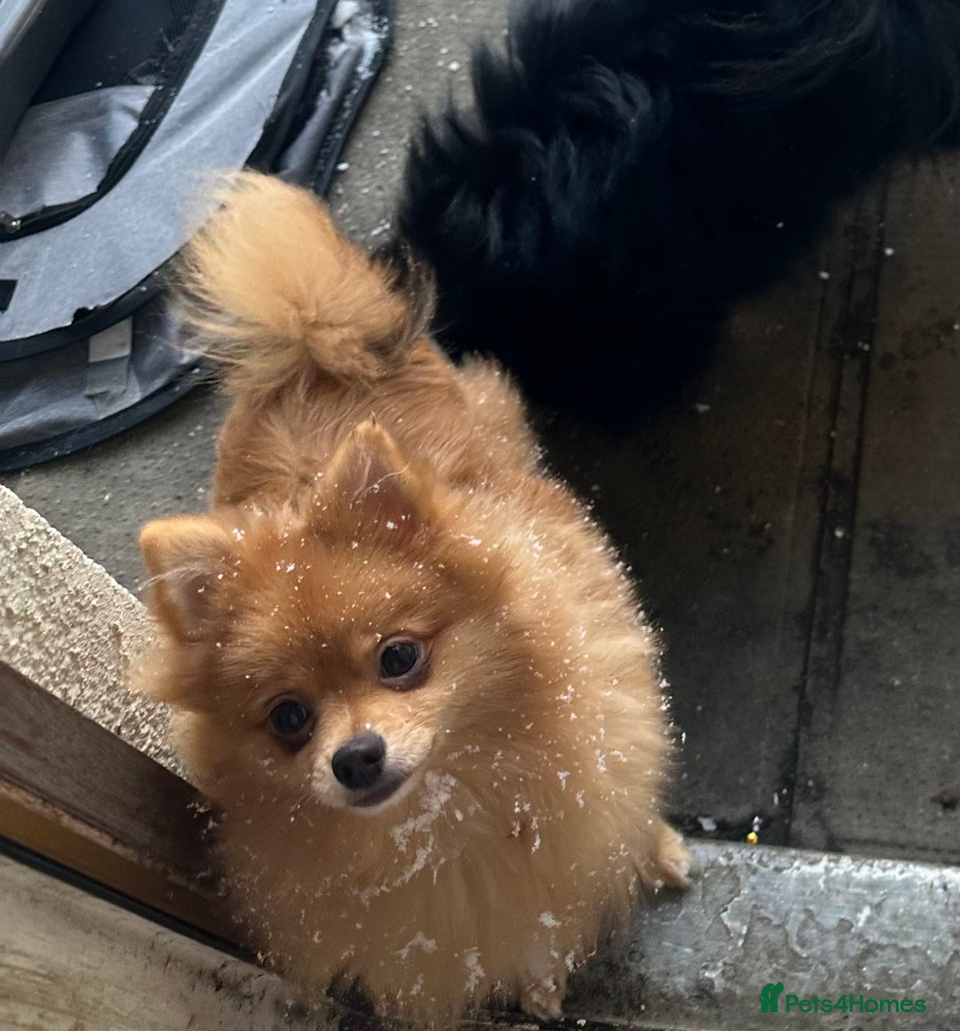 Pomeranian dogs for sale: Pomeranian puppies born on 29.6.25 - Advert 2