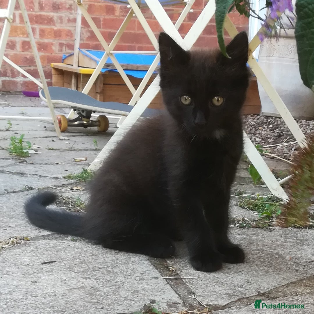 Mixed Breed cats for sale: CLEVER, PRETTY KITTENS READY FOR THEIR NEW HOMES - Image 7