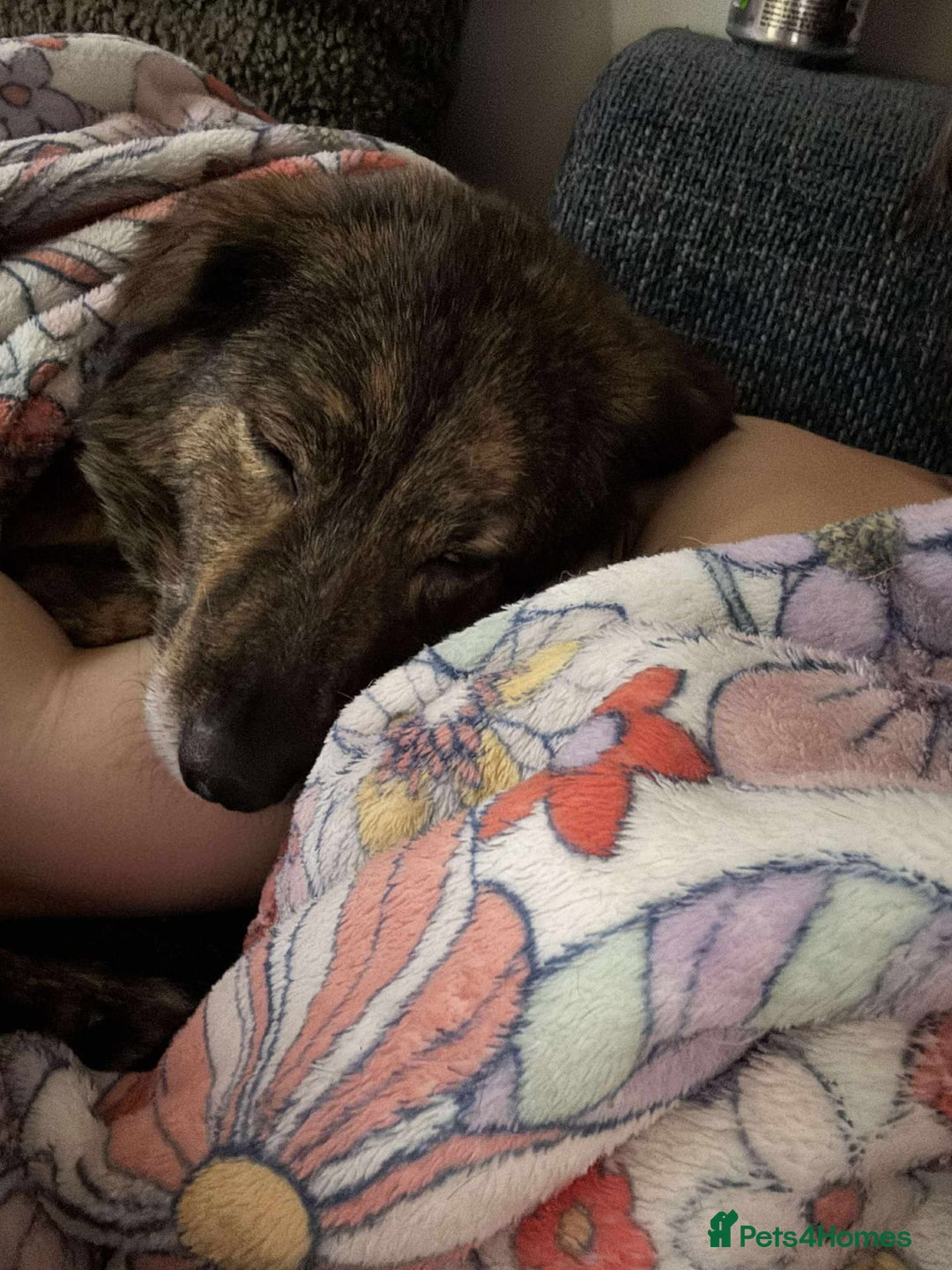 Mixed Breed dogs for adoption: Dara for adoption - Advert 3