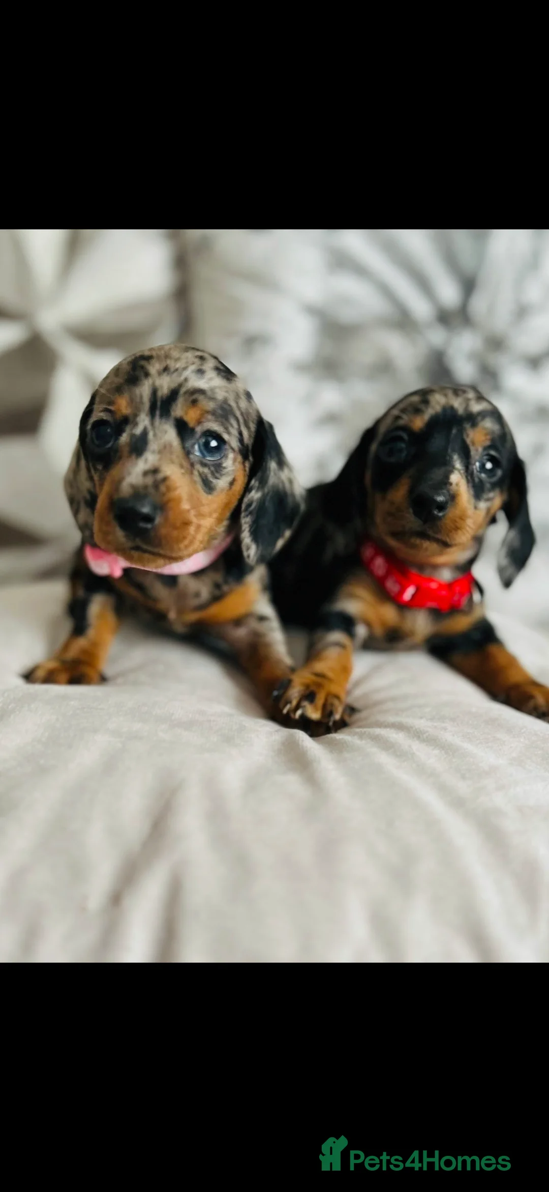 Miniature Dachshund dogs for sale: Very beautiful miniature dachshund puppies in Harlow - Advert 5