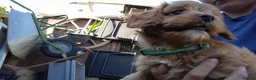 Cavapoo dogs for sale: Cavapoo  - Advert 11