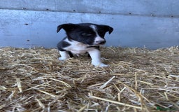 Border Collie dogs for sale: Border Collies Puppies For Sale - Image 3