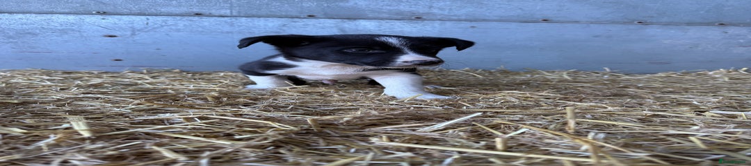 Border Collie Puppy 1