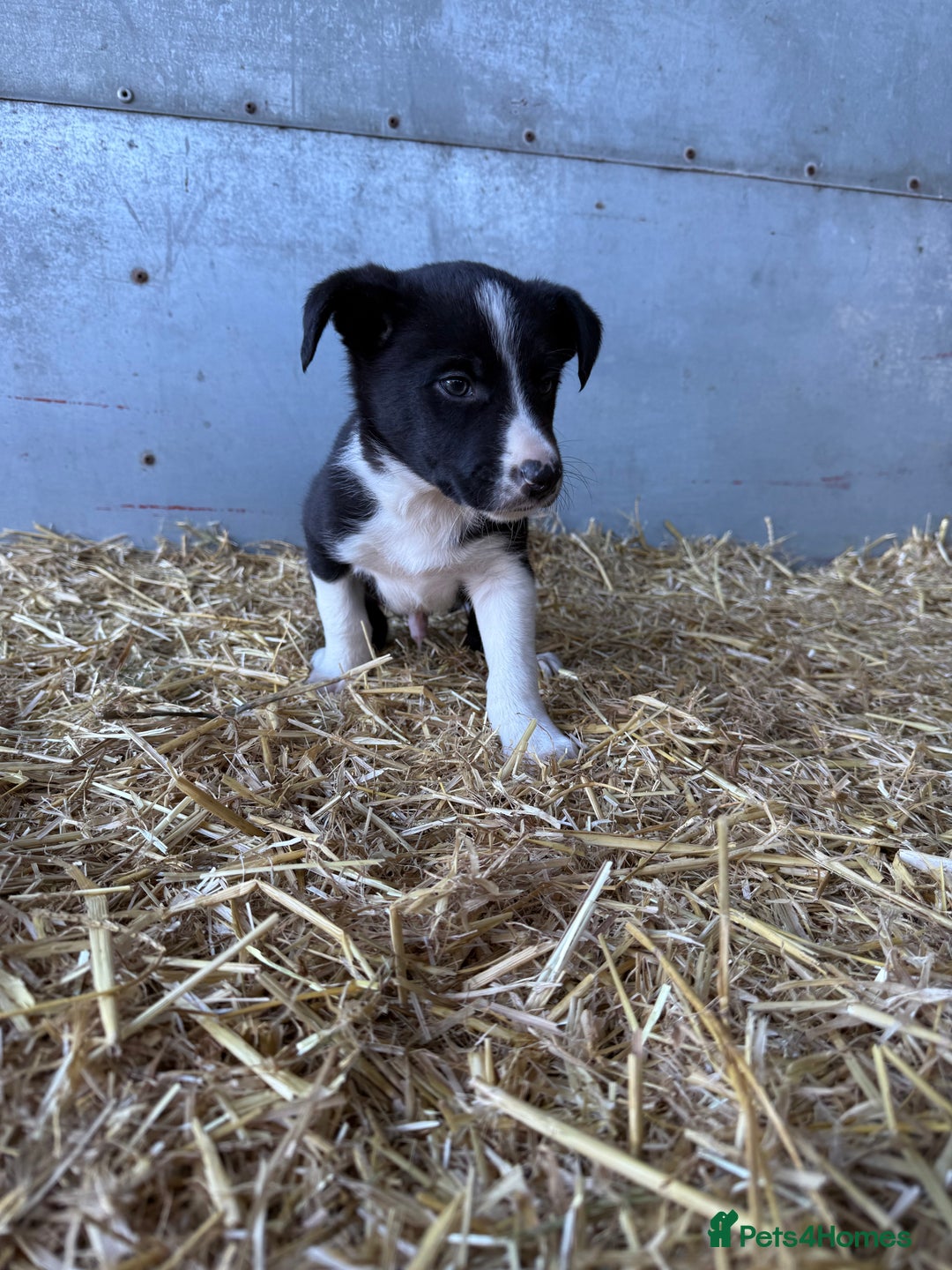 Border Collie dogs for sale: Border Collies Puppies For Sale - Image 3