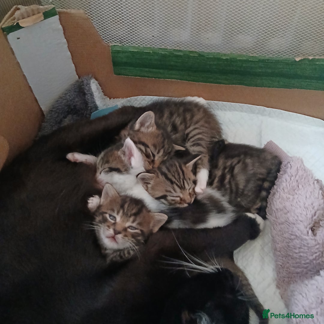 Bengal cats for sale: 1 girl and 3 boys  - Image 13