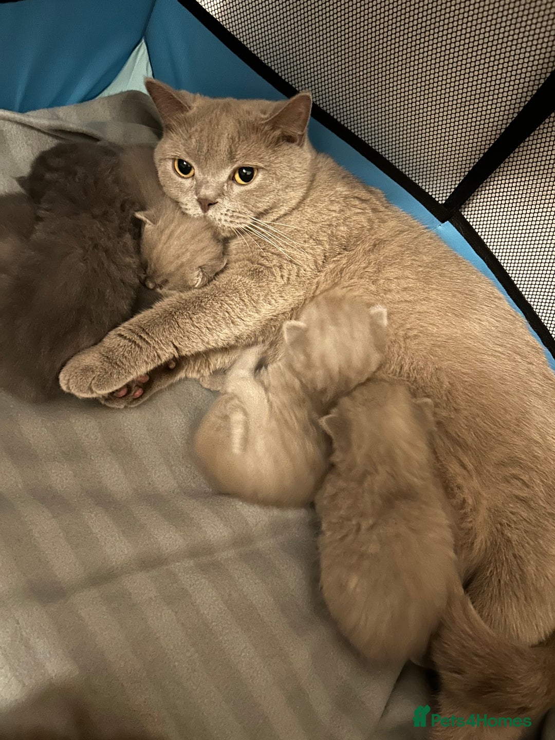 British Shorthair cats for sale: Beautiful British shorthair kittens - Advert 2