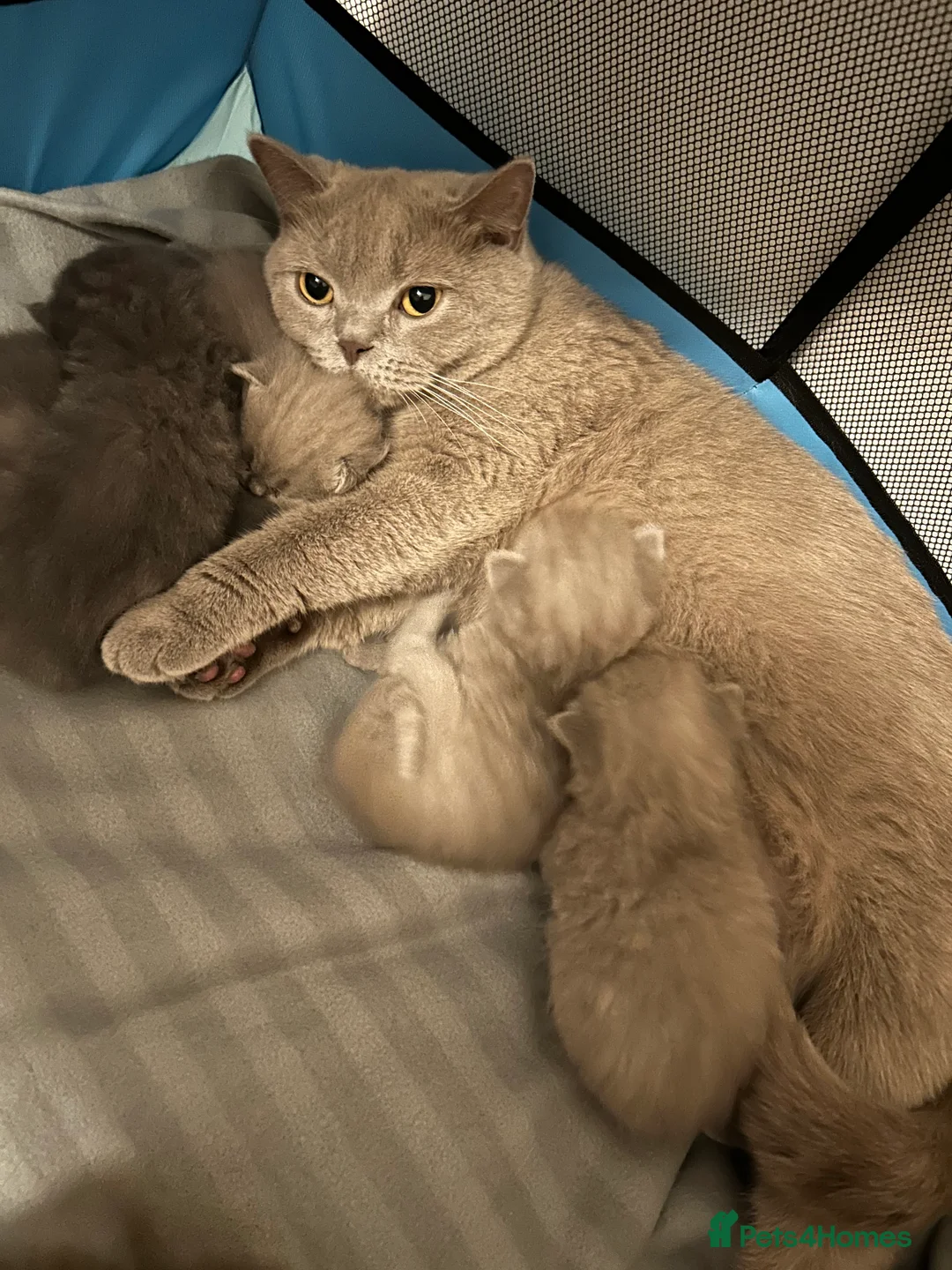 British Shorthair cats for sale: Beautiful British shorthair kittens - Advert 11