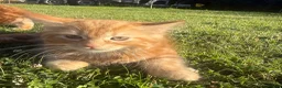 Mixed Breed cats for sale: Kitten for sale in London - Advert 3