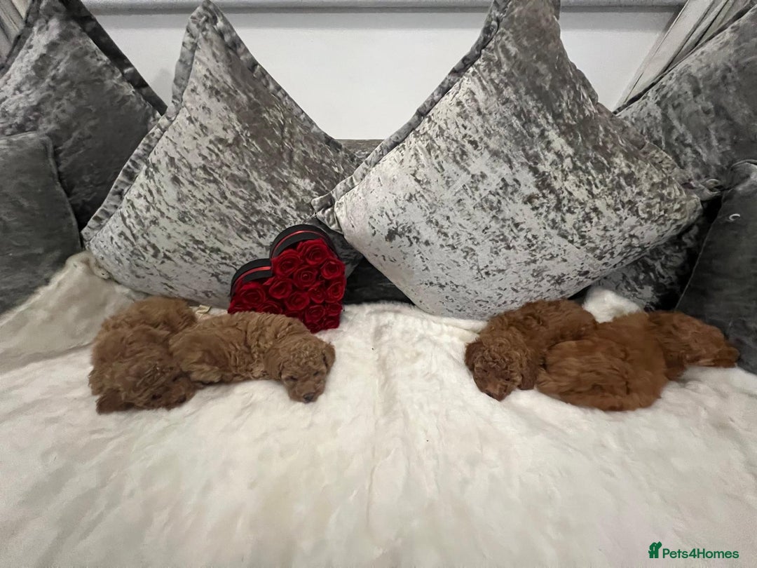 Cavapoo dogs for sale: Mixed litter ofBeautiful cavapoo  - Advert 15