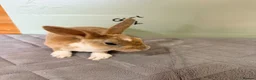 Rex rabbits for sale: mini Rex’s  - Advert 8