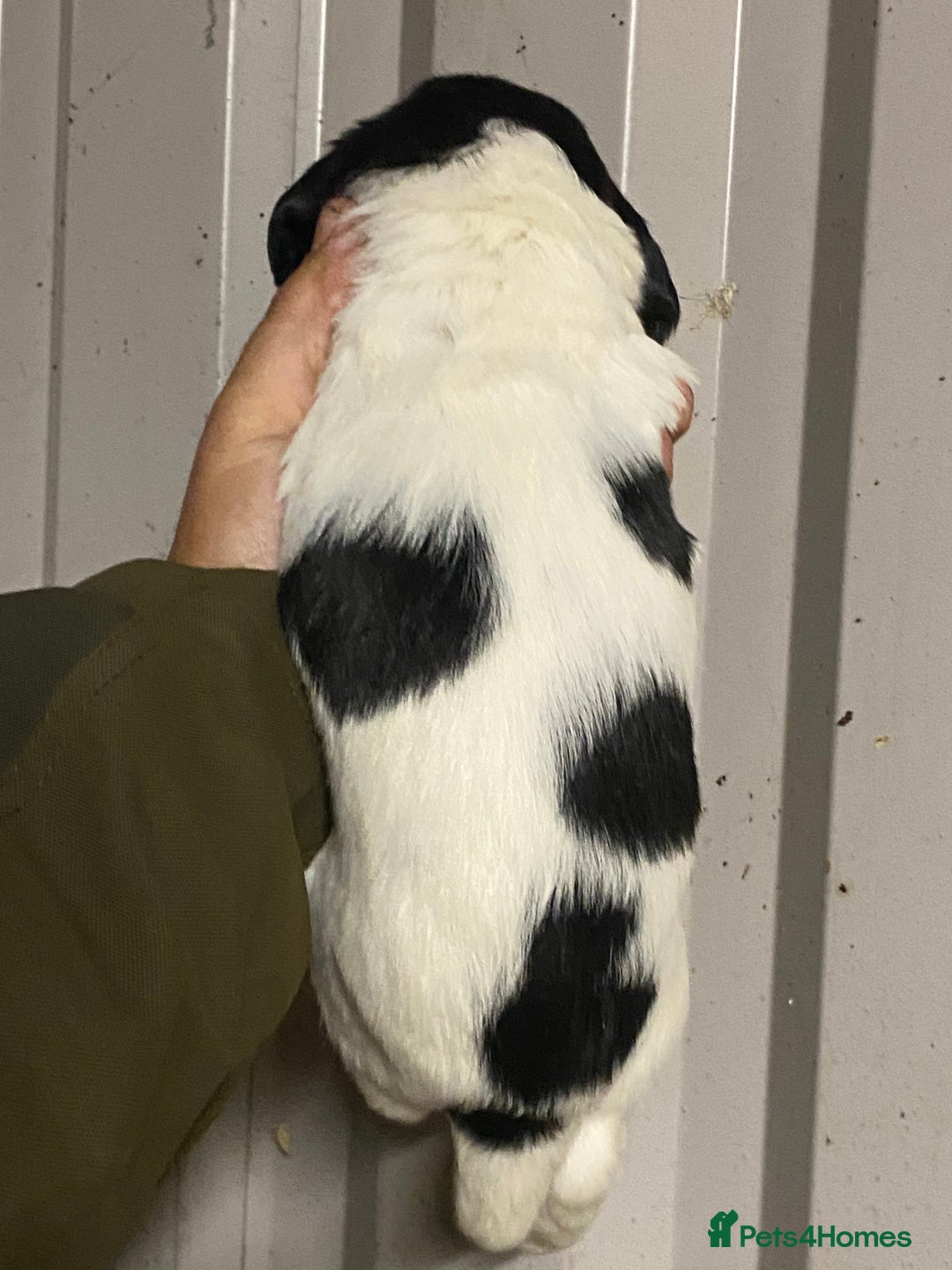 English Springer Spaniel dogs for sale: Springer spaniel - Image 1
