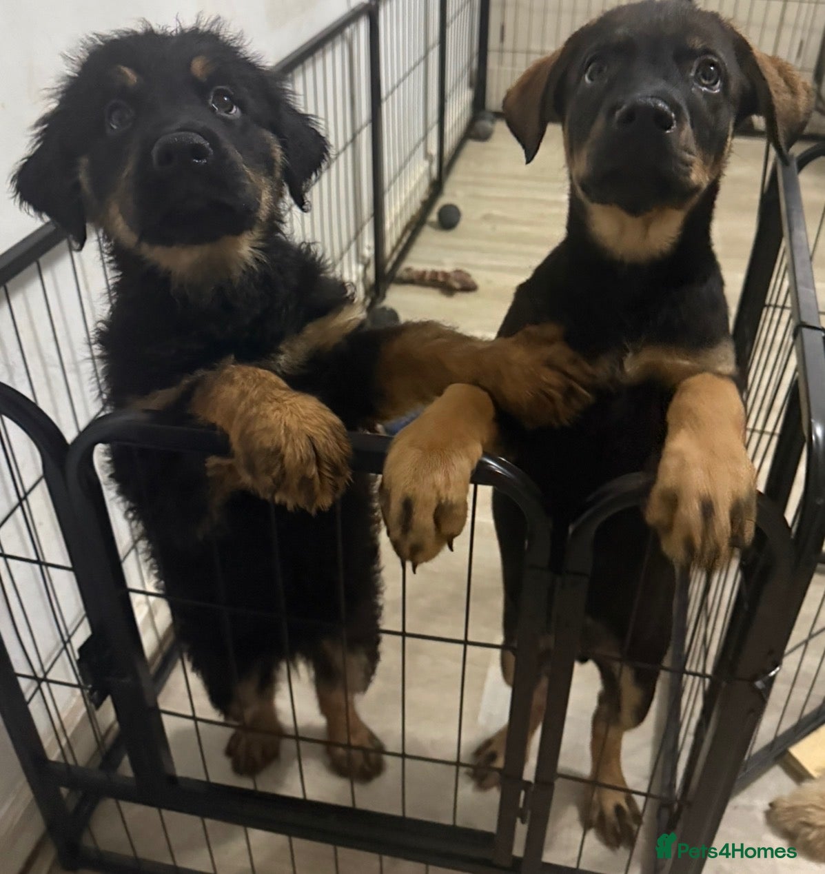 Mixed Breed dogs Last 2 German Shepherd husky mix Rottweiler - Advert 3