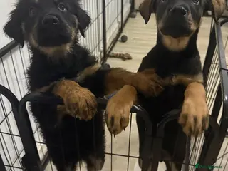 Mixed Breed dogs Last 2 German Shepherd husky mix Rottweiler - Advert 3