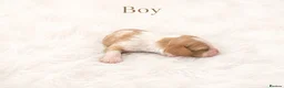 Cavalier King Charles Spaniel dogs for sale: 🐾 KC Registered Cavalier King Charles Spaniel 🐾 - Advert 7
