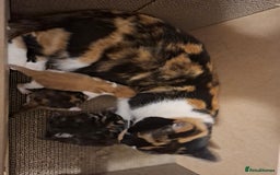 Mixed Breed cats for sale: Beautiful kittens - Advert 2