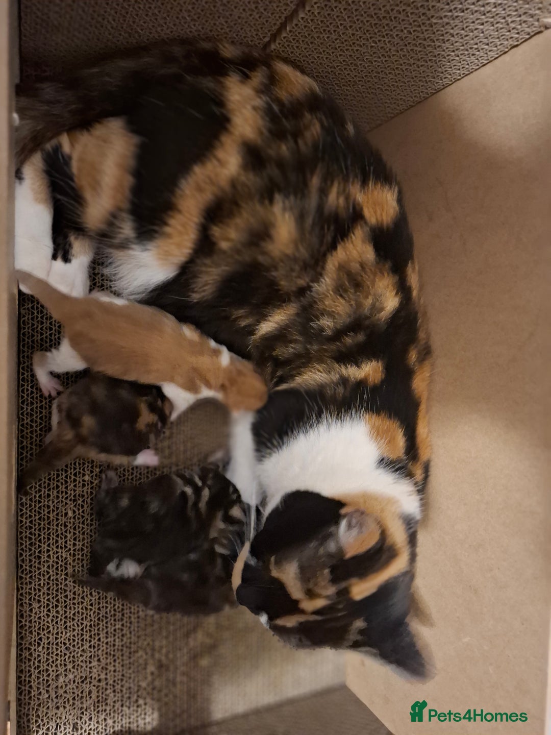 Mixed Breed cats for sale: Beautiful kittens - Advert 2