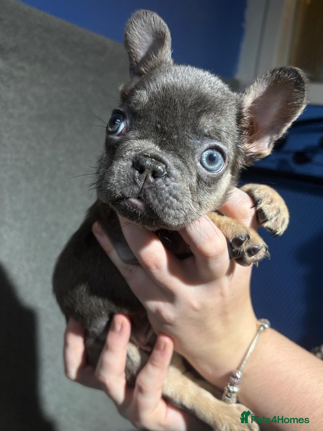 French Bulldog dogs for sale: Beautiful French bulldog puppies  - Advert 14