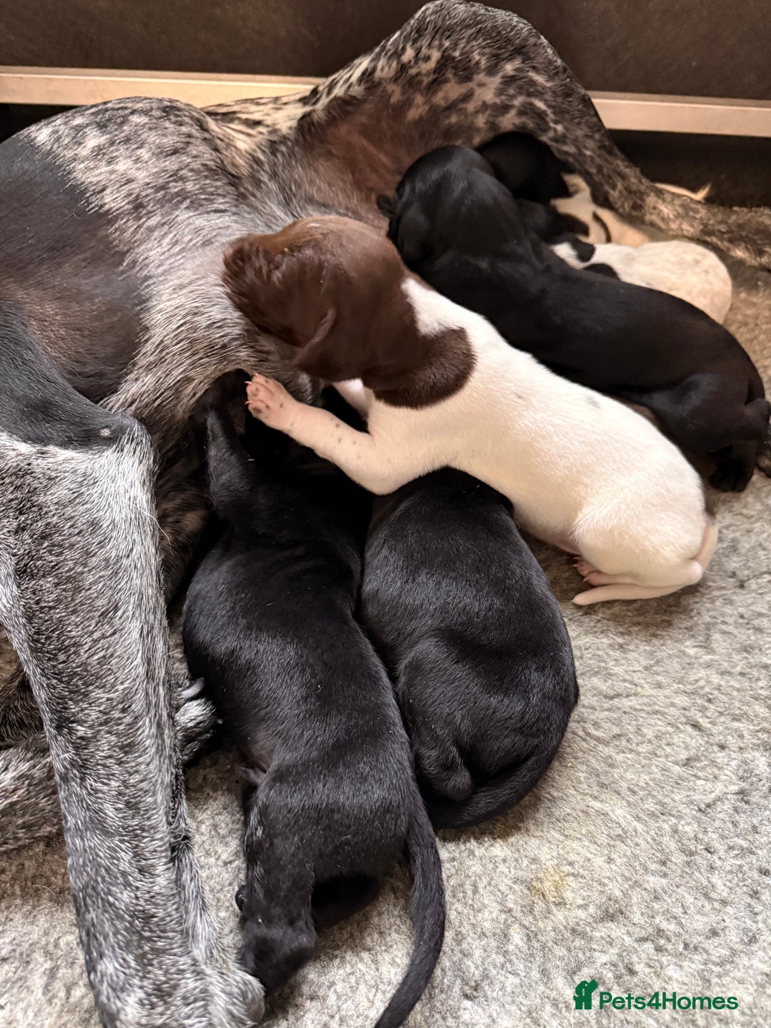 German Shorthaired Pointer dogs for sale: KC GSP Pups Health Tested Parents - Advert 16