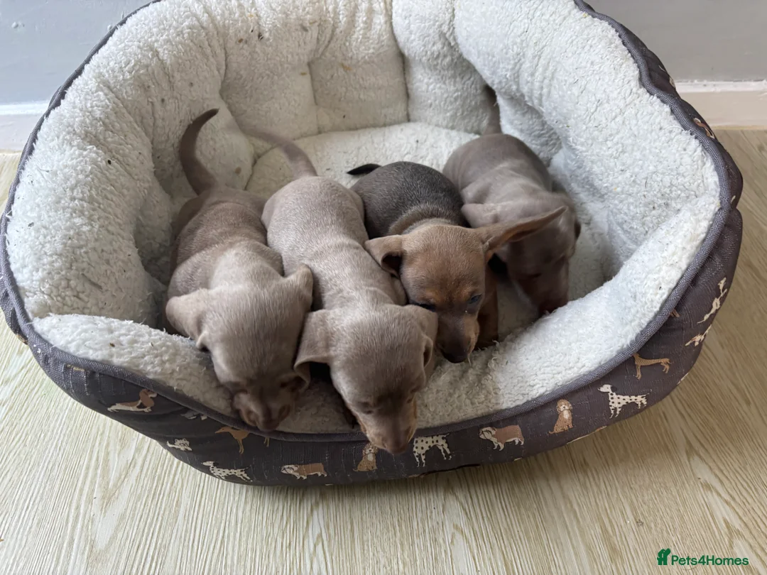 Dachshund dogs for sale: 4 beautiful Isabella and tan puppy’s  - Advert 15
