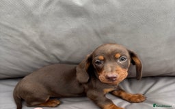 Miniature Dachshund dogs for sale: Miniature dachshunds - Image 24