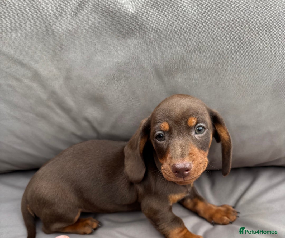 Miniature Dachshund dogs for sale: Miniature dachshunds - Image 24