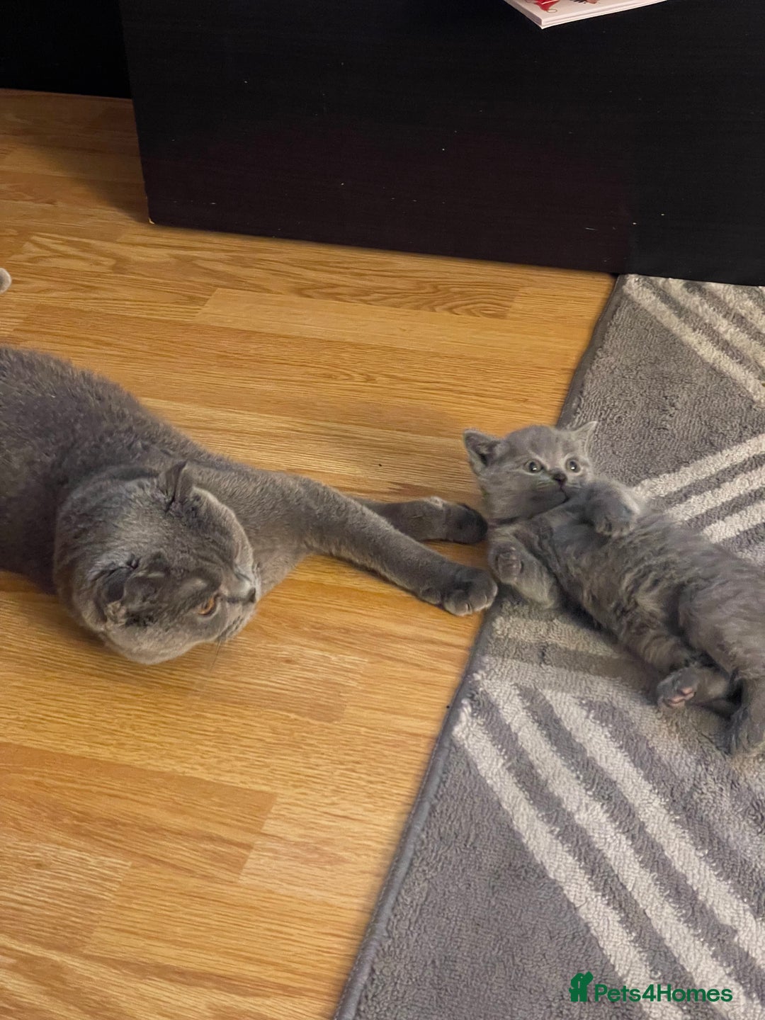 Scottish Fold cats for sale: PURE BREED SCOTTISH FOLD KITTENS 🐾 - Advert 4