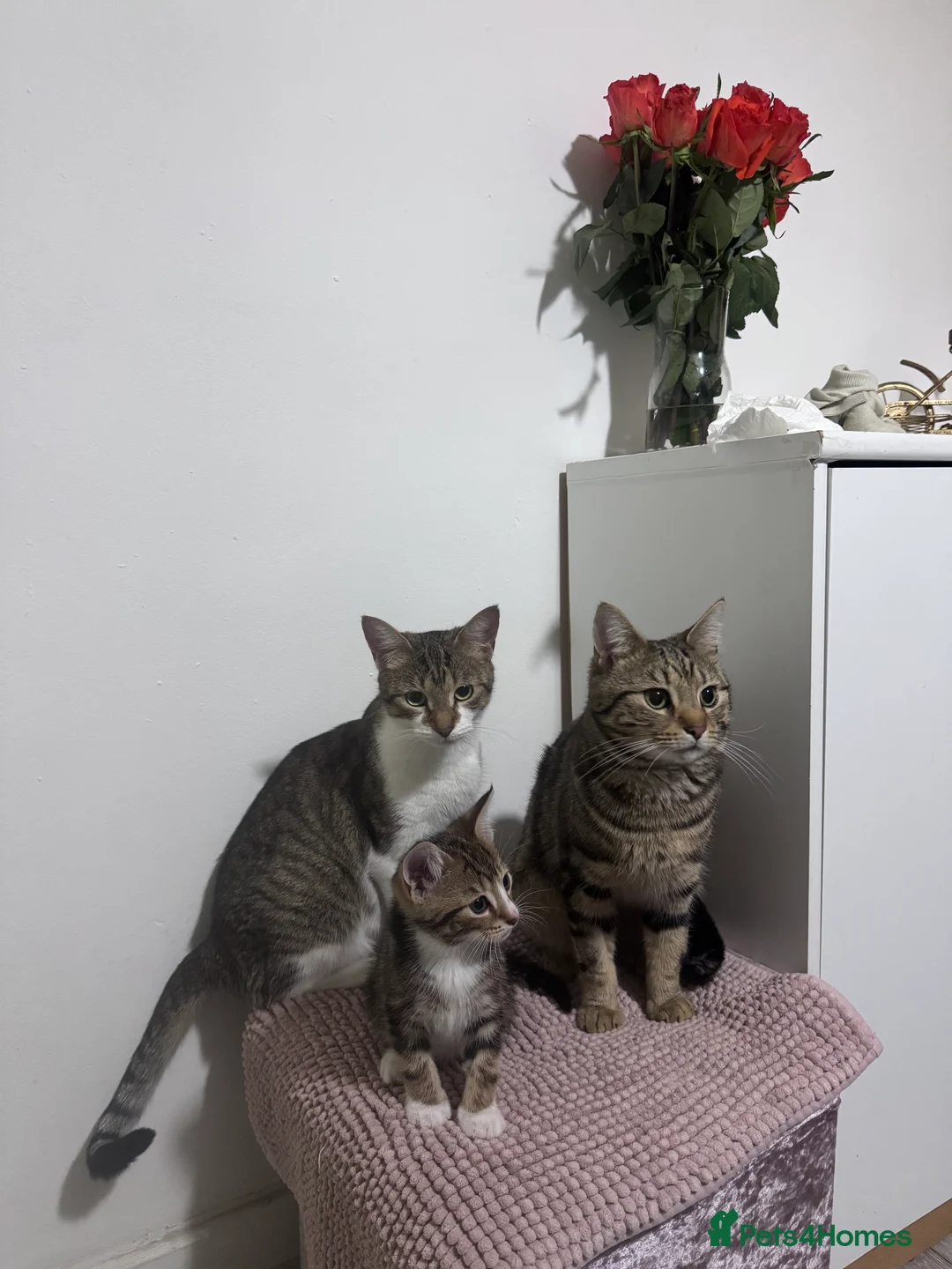 Mixed Breed cats for sale: Cats for sale - Advert 3