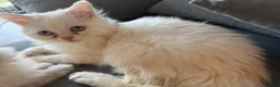 Persian cats for sale: I have two kittens  - Advert 11